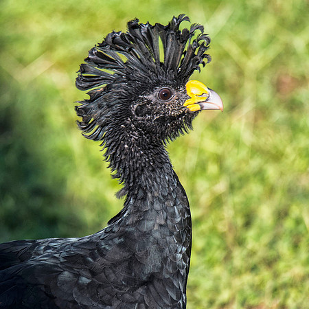 male Great curassow