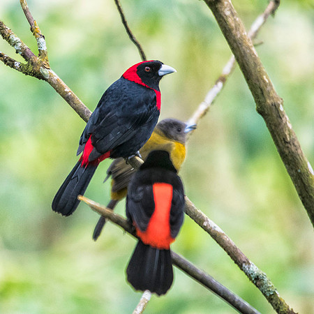 Two tanager species