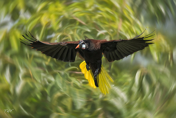 Montezuma oropendola in flight