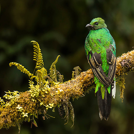female Resplendent quetzal