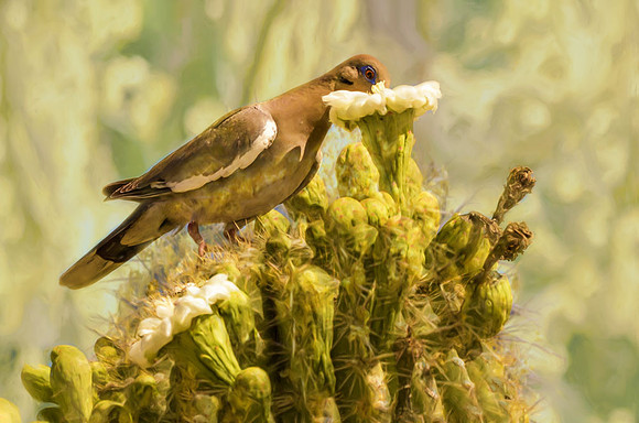 White-winged dove and saguaro flower