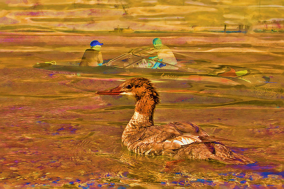 Common merganser