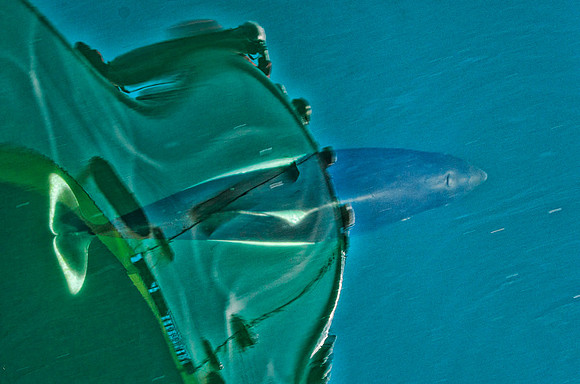 Bow-riding Dall's porpoise #2