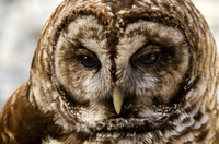 Barred owl portrait