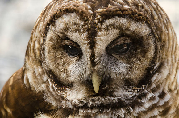 Barred owl portrait