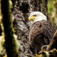 Bald eagle in Totem Pole Park