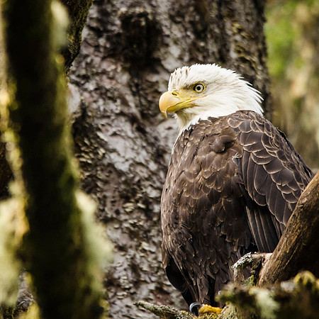 Bald eagle in Totem Pole Park