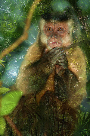 Brown capuchin