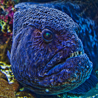 Colorful eel