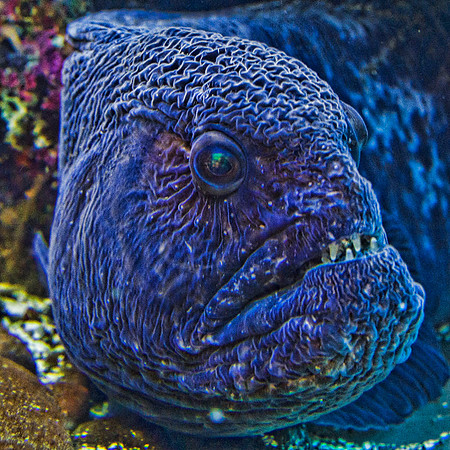 Colorful eel