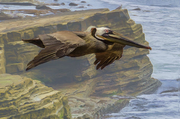 Brown Pelican along the Pacific coast