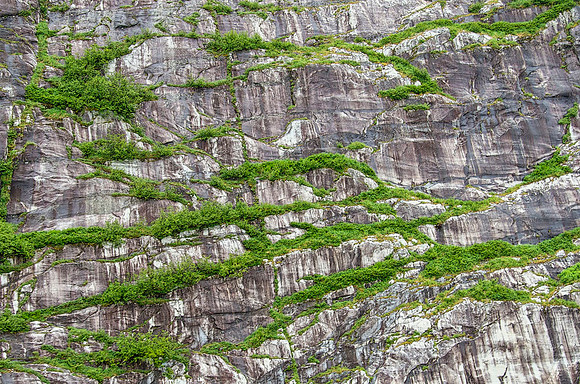 Wall of granite and vegetation