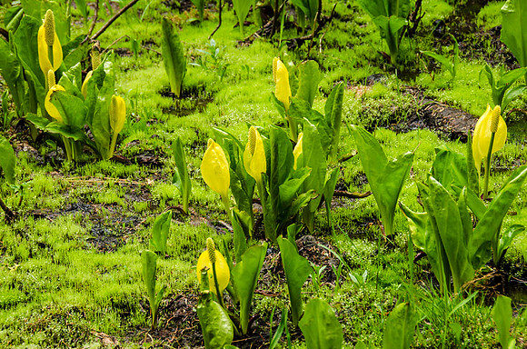 Skunk cabbage