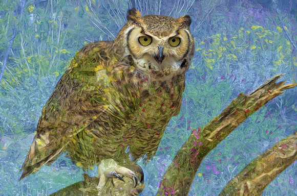 Great horned owl