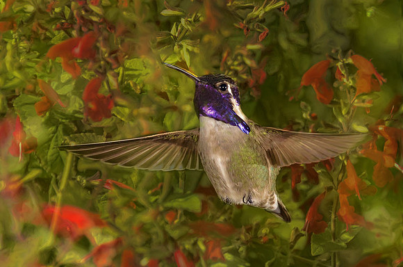 Costa's hummingbird