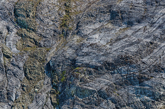 A mountain goat's world