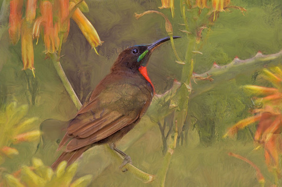 Hunter's sunbird