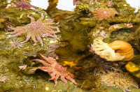 Marine animals at low tide