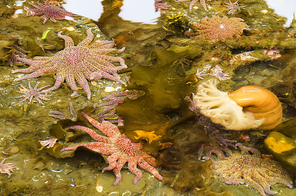 Marine animals at low tide
