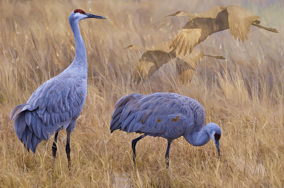 Sandhill cranes