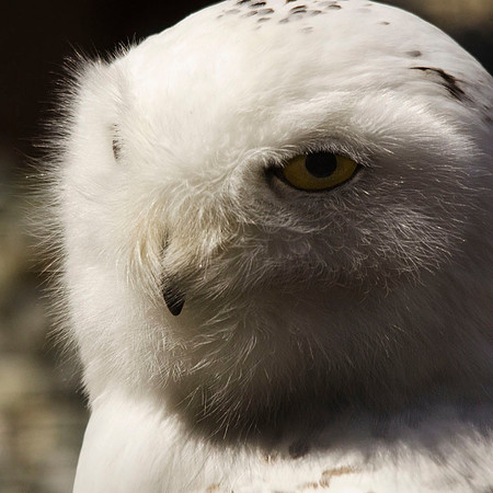Snowy owl portrait
