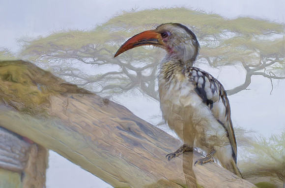 Red-billed hornbill