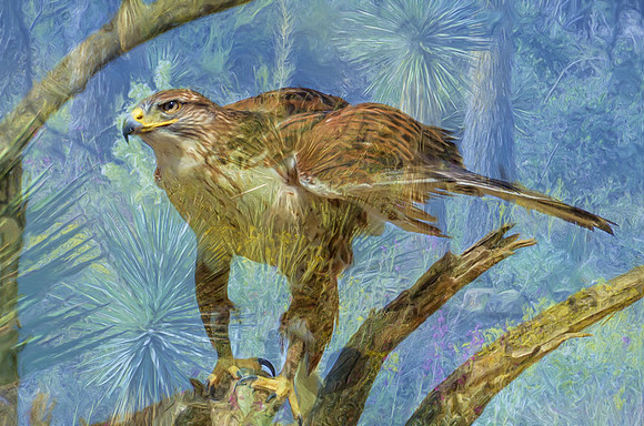 Ferruginous hawk