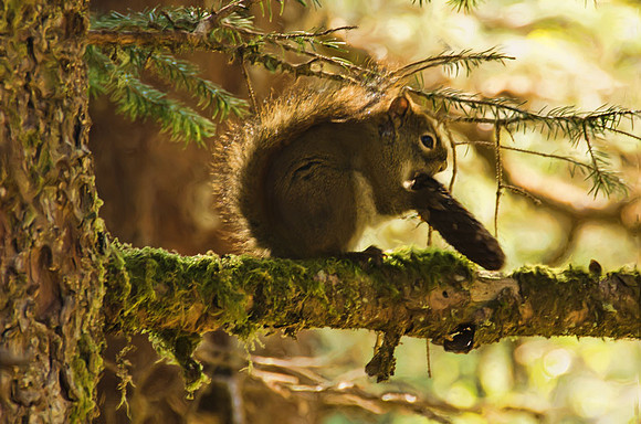 Sitka red squirrel eating Sitka spruce seeds