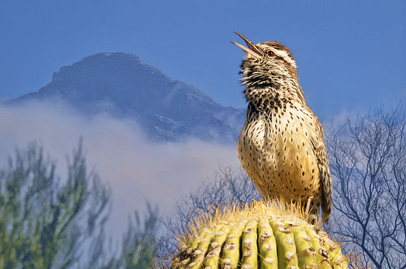 Singing cactus wren
