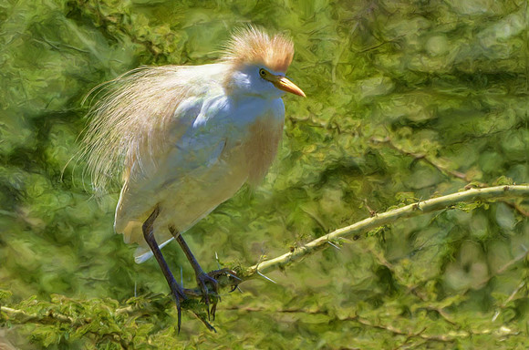 Cattle egret in breeding plumage