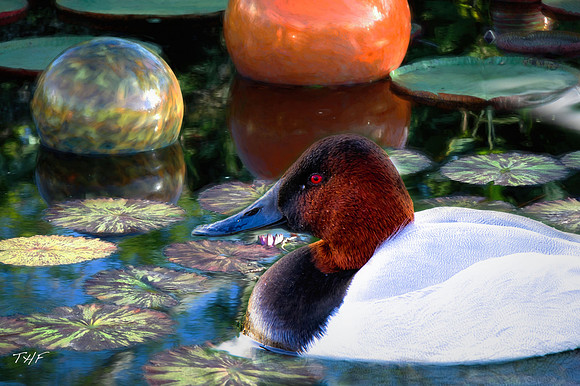 Canvasback duck