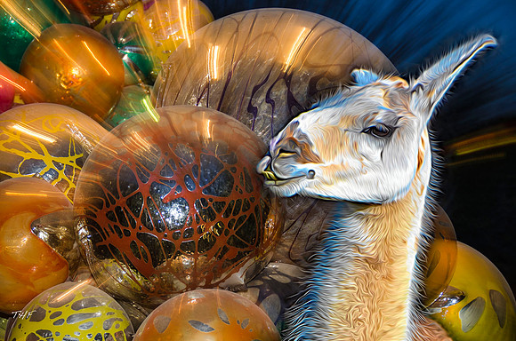 Llama