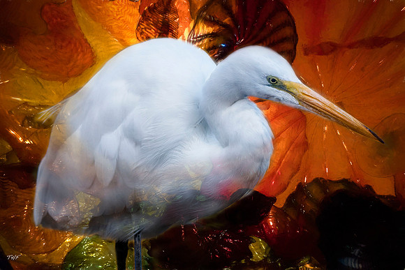 Great egret