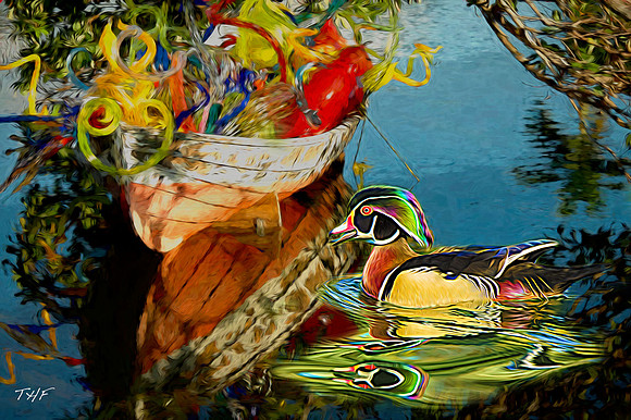 Wood duck