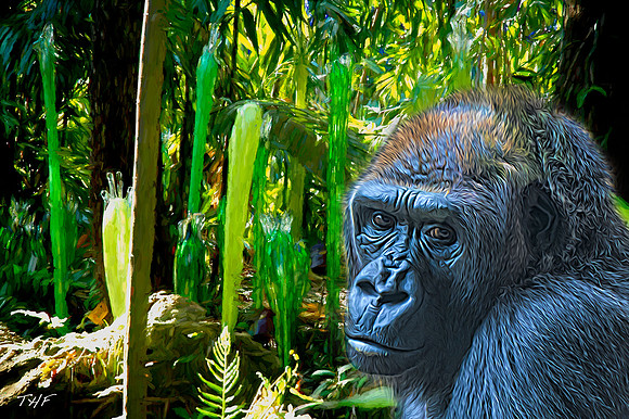 Lowland gorilla