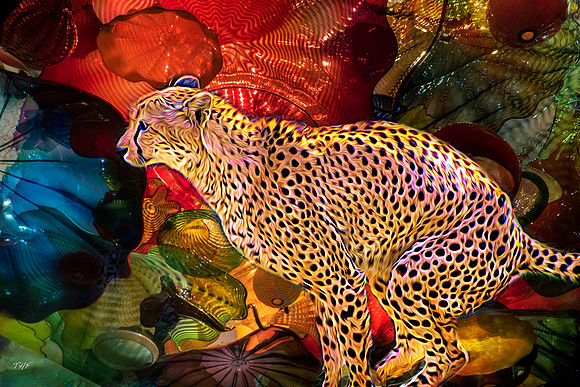 Cheetah