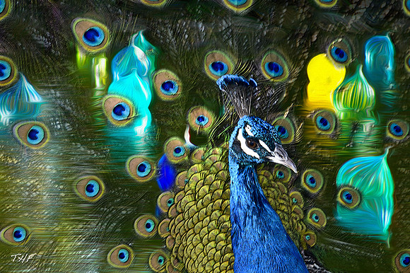 Peacock