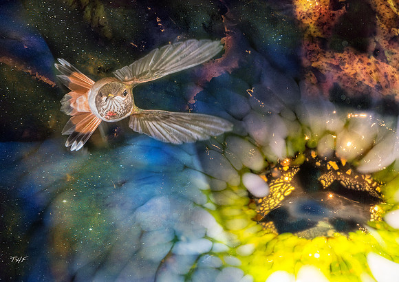 Rufous hummingbird