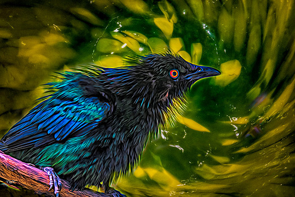Asian starling