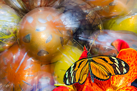 Tropical butterfly