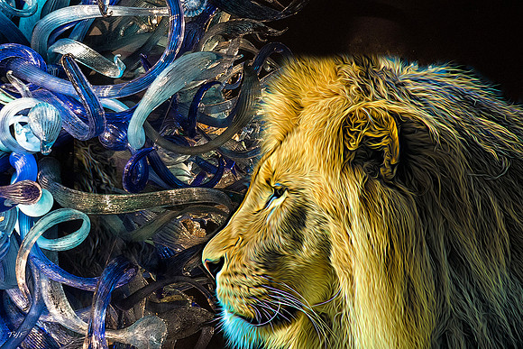 African lion