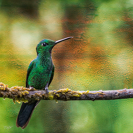 Green-crowned brilliant hummingbird