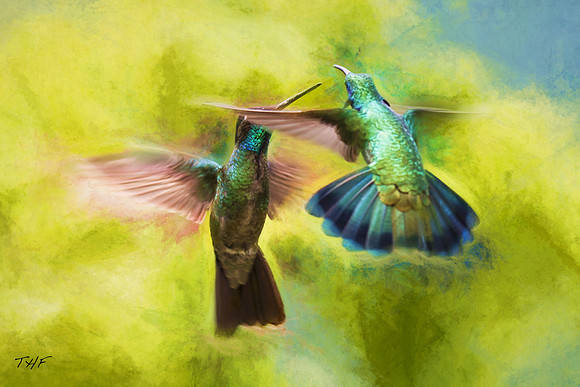 Another hummingbird skirmish
