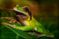 A handsome tree frog