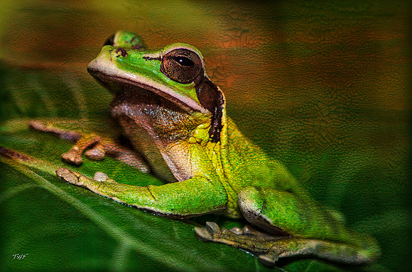 A handsome tree frog