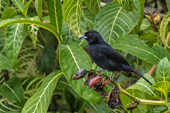 Male White-lined tanager