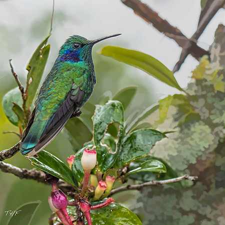 Green violet-eared hummingbird