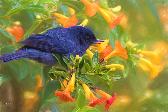 Slaty flowerpiercer