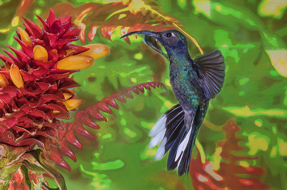 Violet saberwing hummingbird