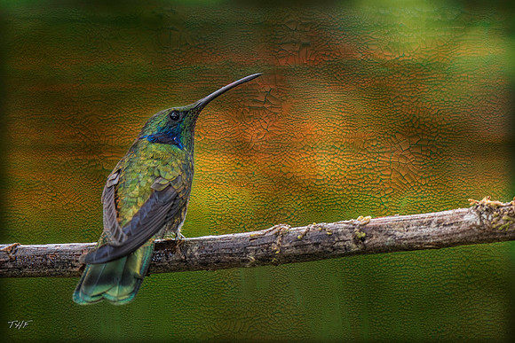Green violet-eared hummingbird
